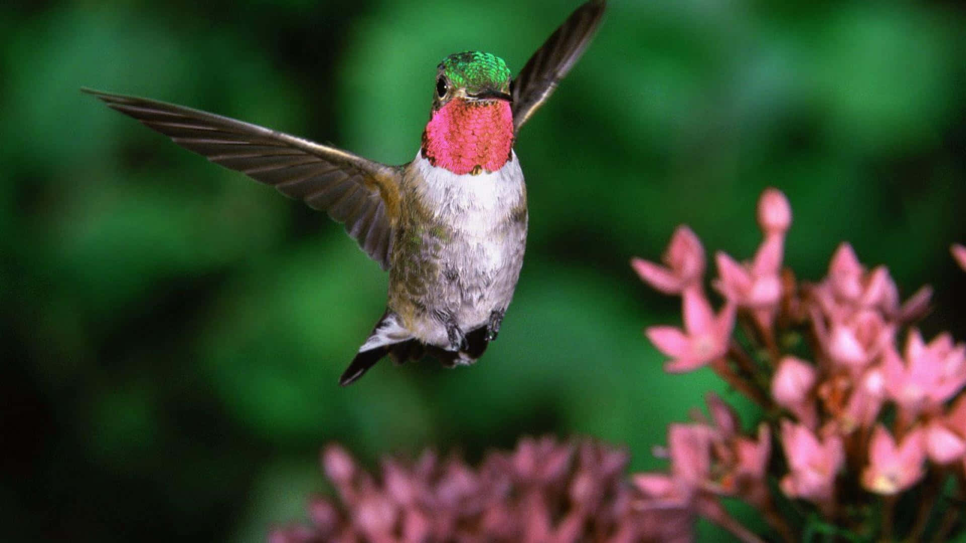A colorful hummingbird delightfully hovering outside a window.