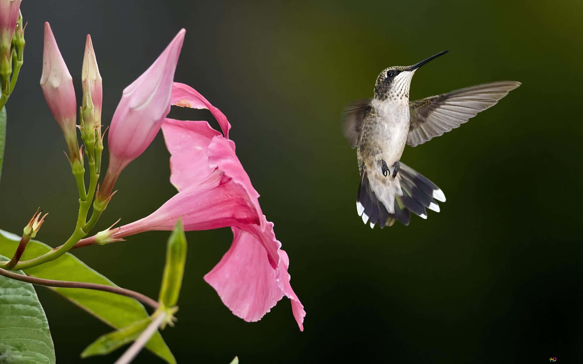 Skønhedenved En Kolibri I Flyvning.