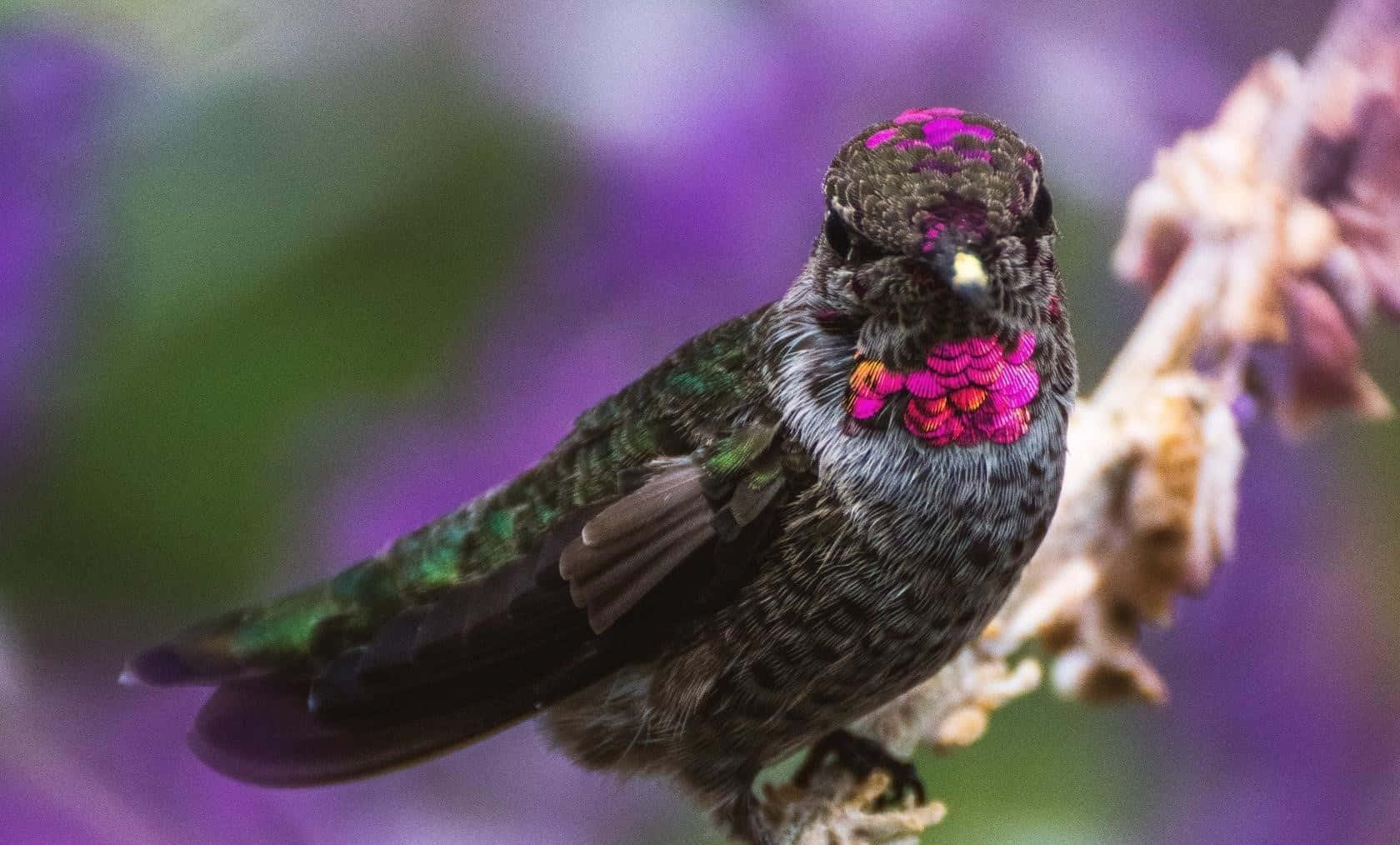 Enfärgglad Kolibri Flyger Närbild Mot En Ljusgrön Gräsmatta I Bakgrunden.