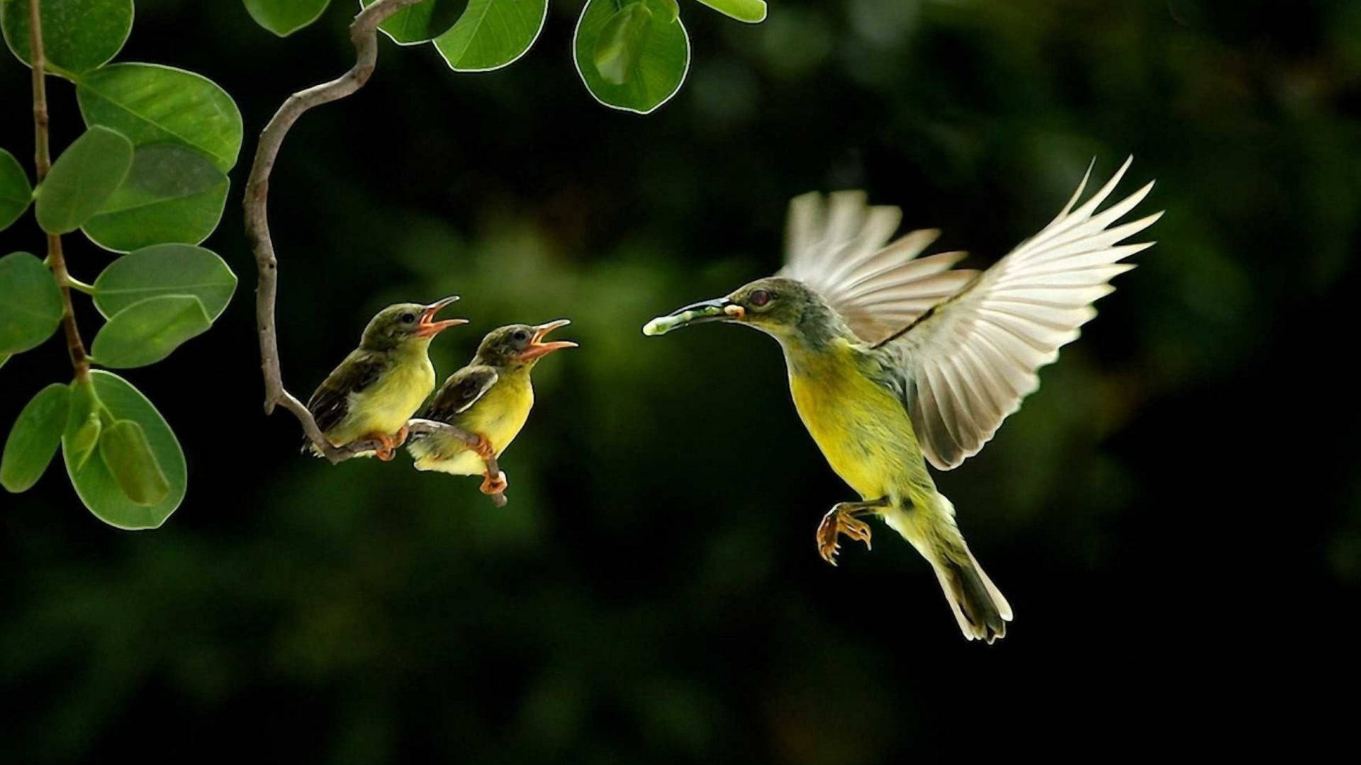 Hummingbird Feeding Babies Wallpaper