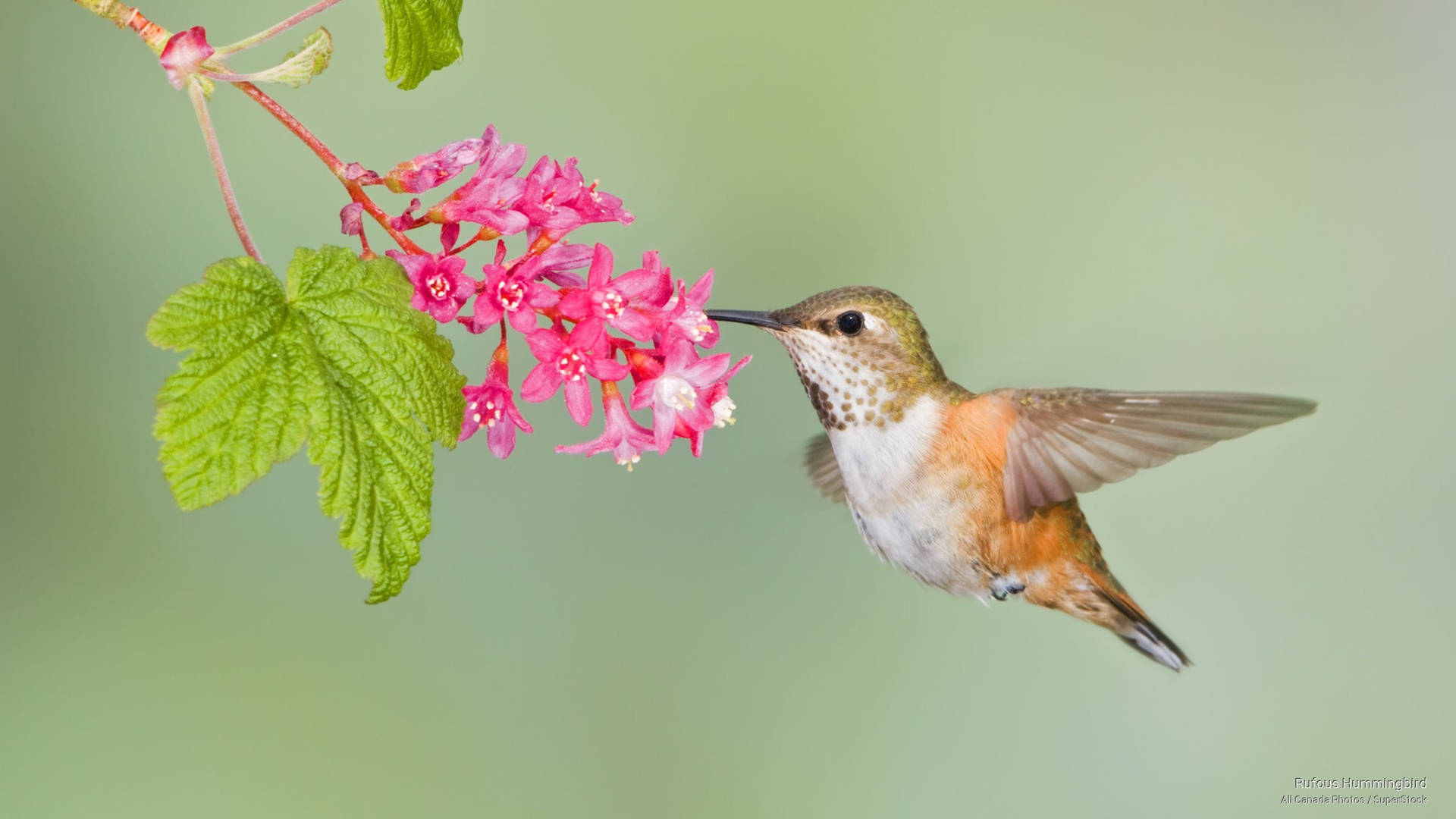 Hummingbird Feeding On Pink Flowers Wallpaper