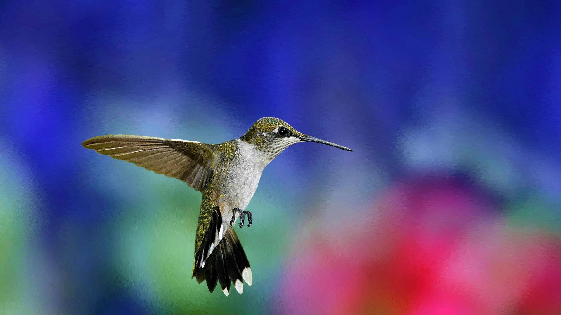 Hummingbird Focus Photography Wallpaper