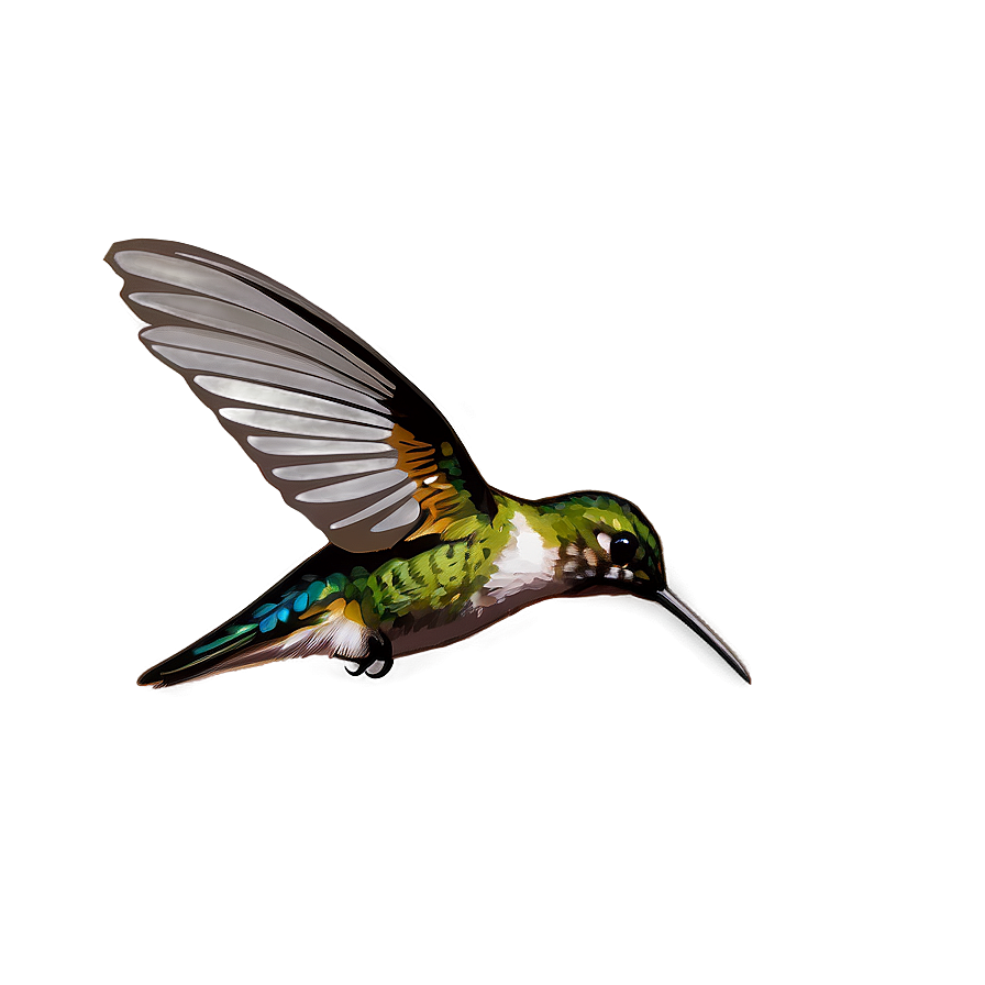 Hummingbird Hovering Png Mub PNG