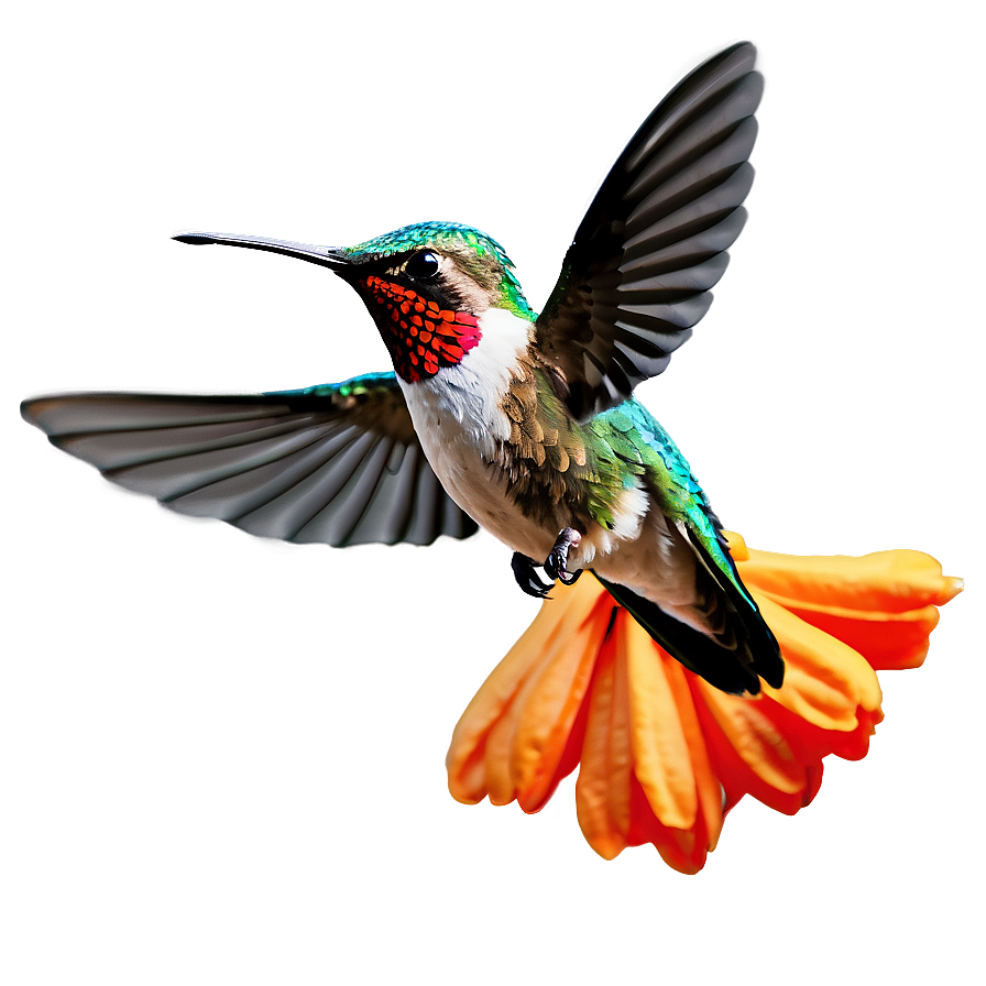 Hummingbird In Flight Png Jps PNG