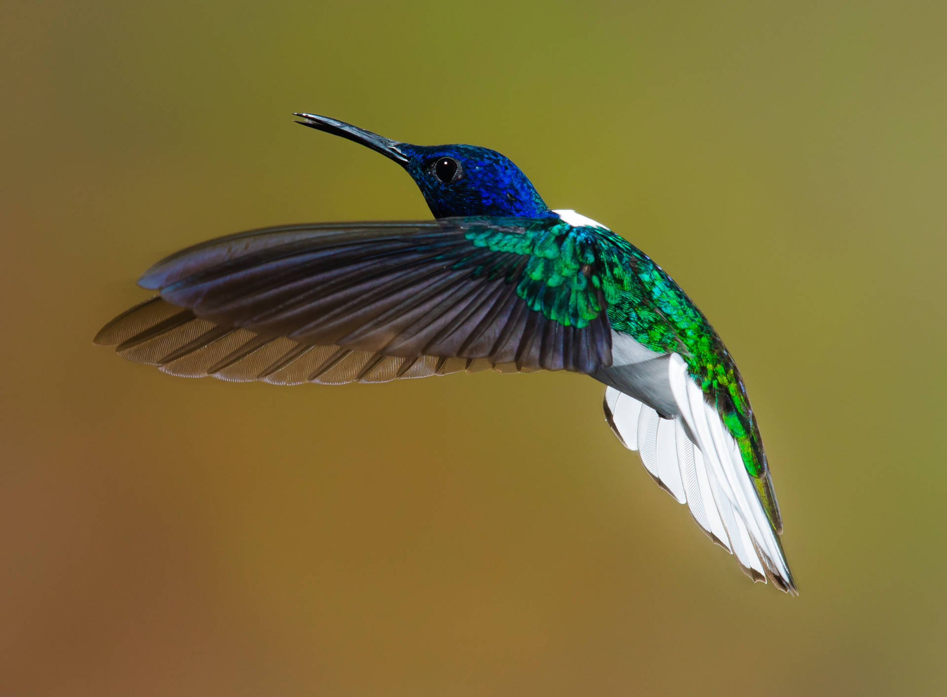 A beautiful hummingbird in mid-flight Wallpaper