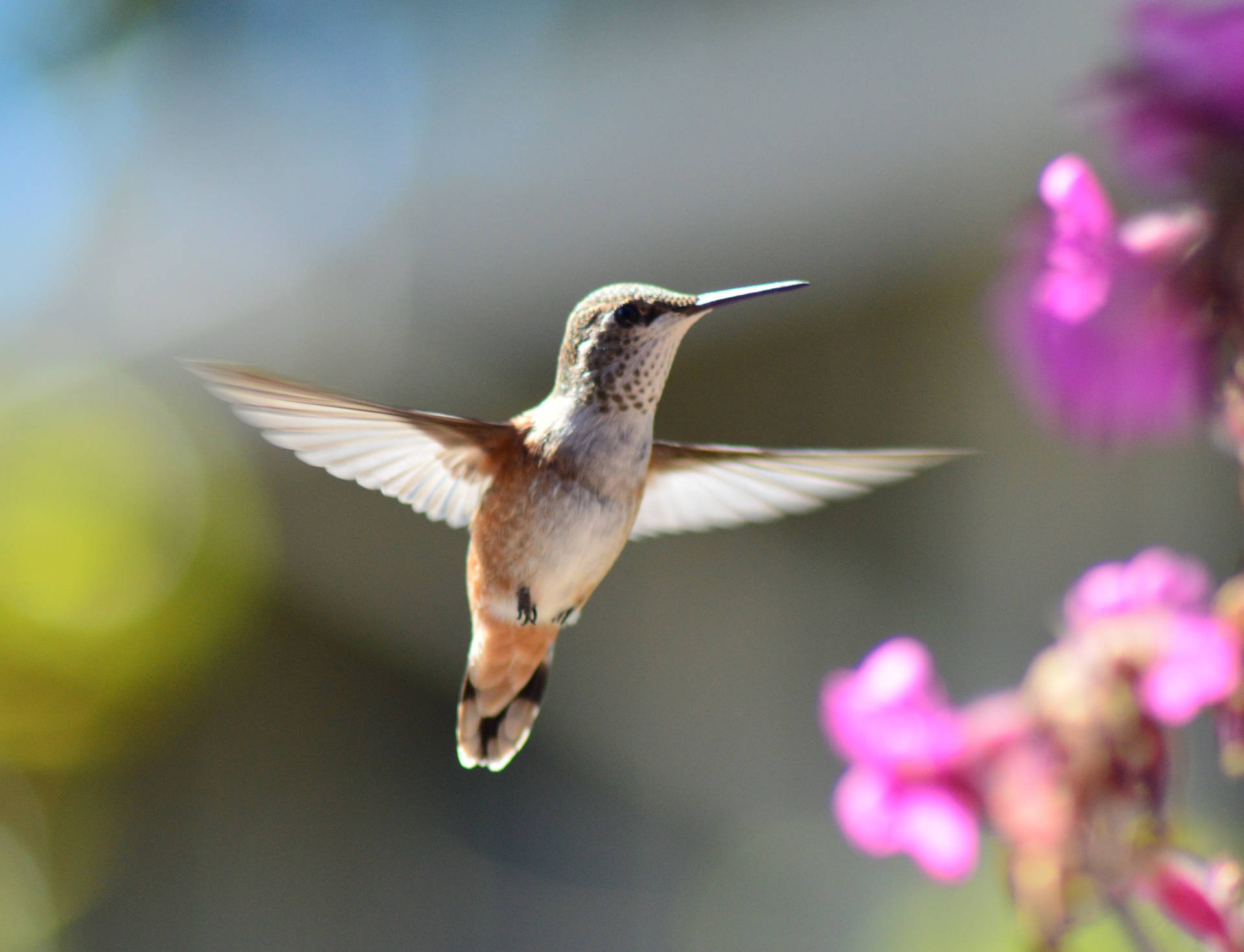 Hummingbird In Midair