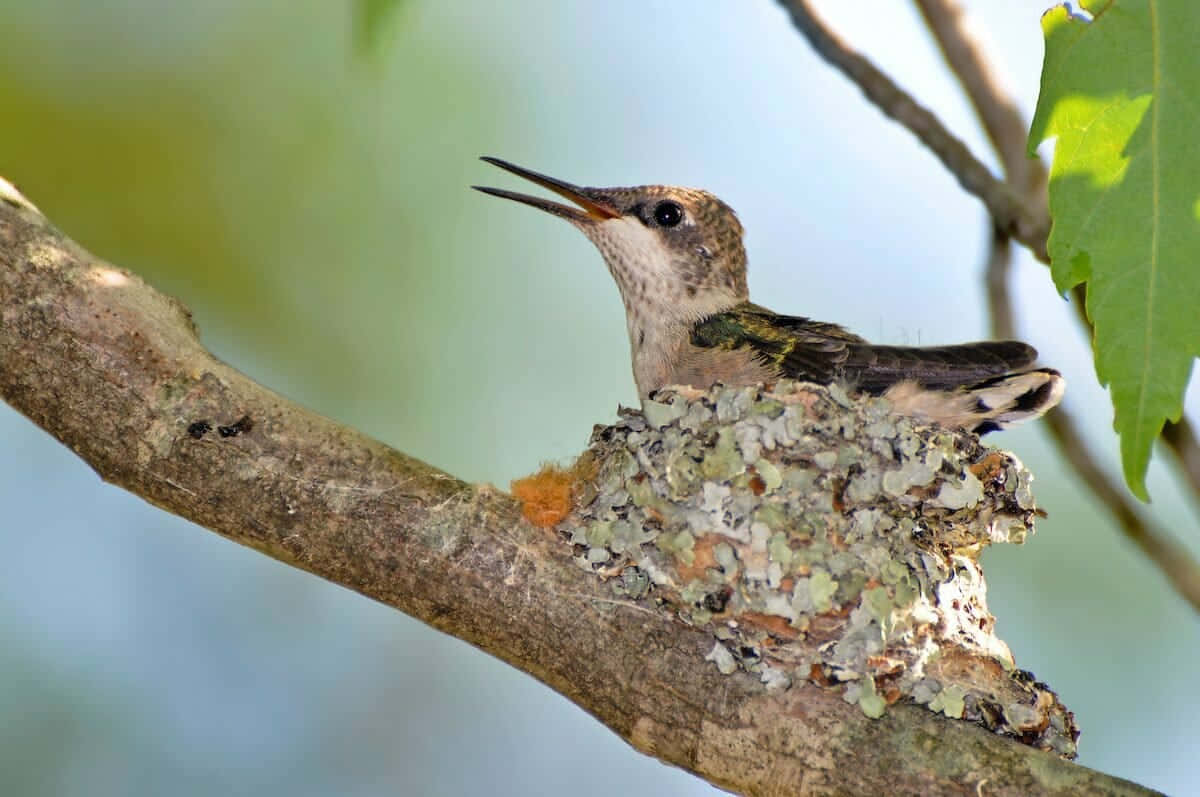 A graceful hummingbird constructs its tiny nest.