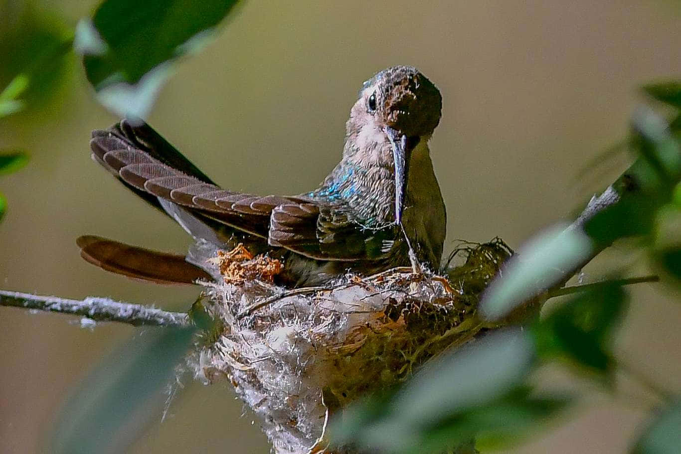 Beautiful Hummingbird Nest