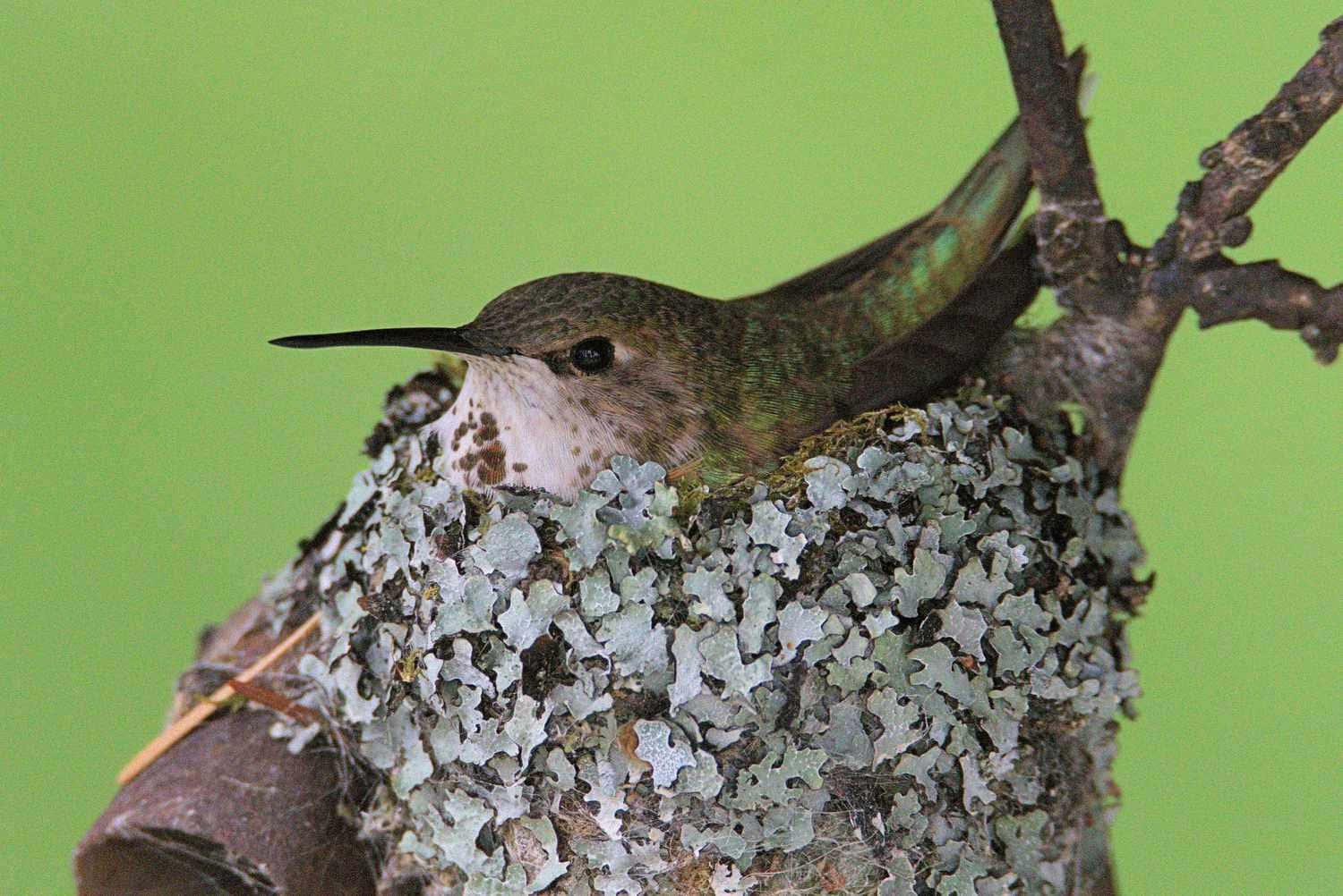 A Baby Hummingbird in its Nest