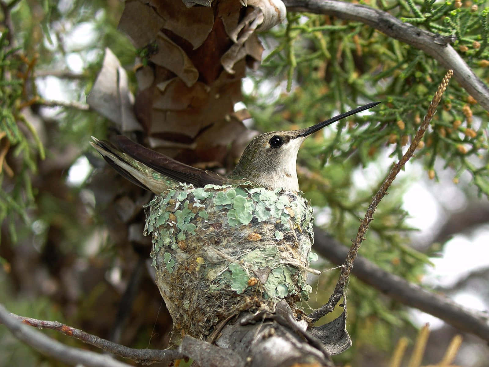 A Hummingbird Nest sits in a flowering tree