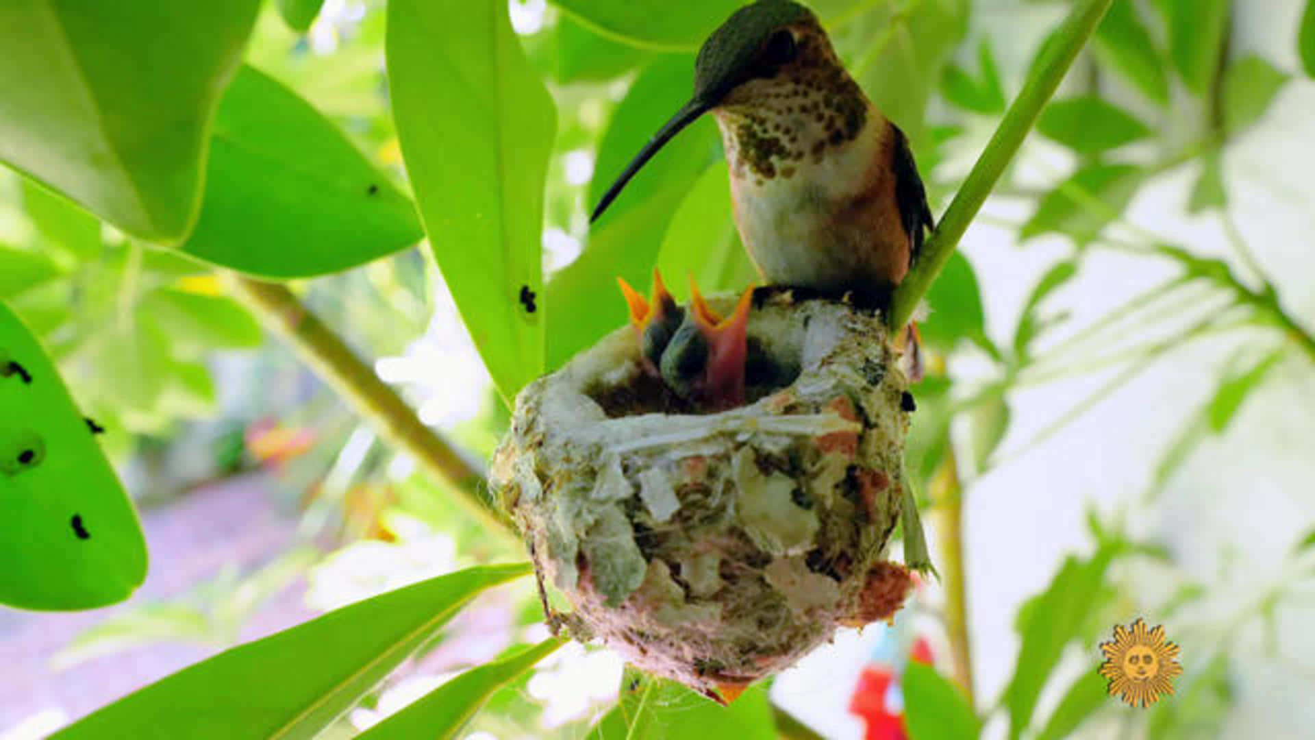 “Nature's Splendor: Hummingbird Nest”