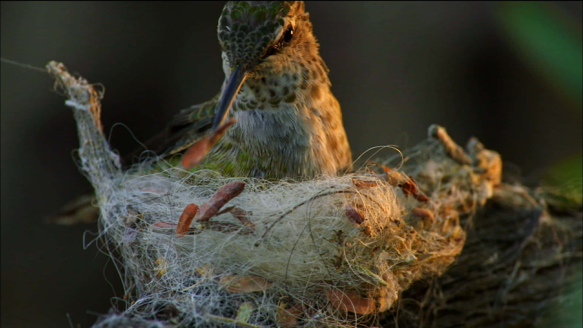 A hummingbird nest built with subtly-colored twigs