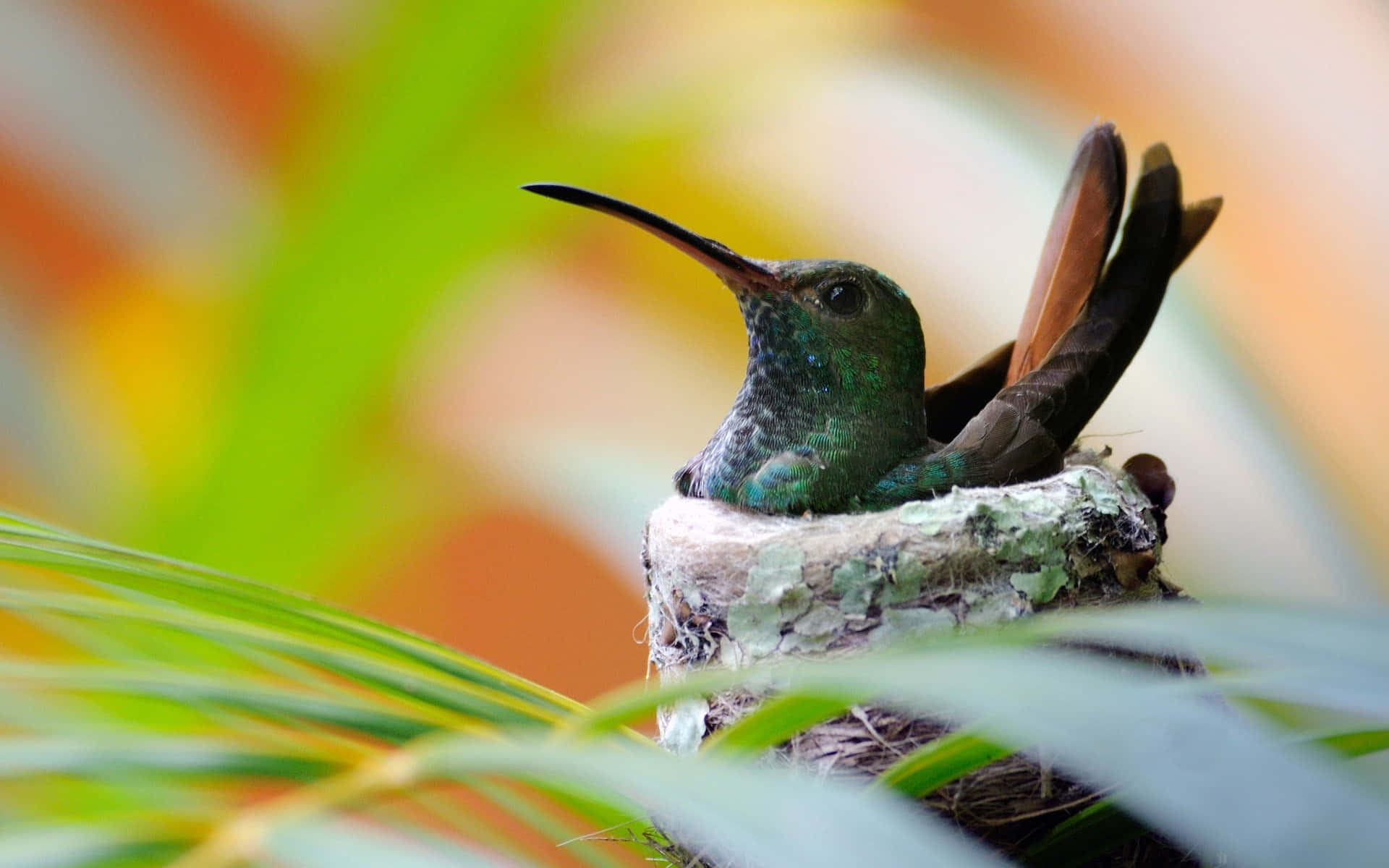 A Green Hummingbird Sitting In A Nest