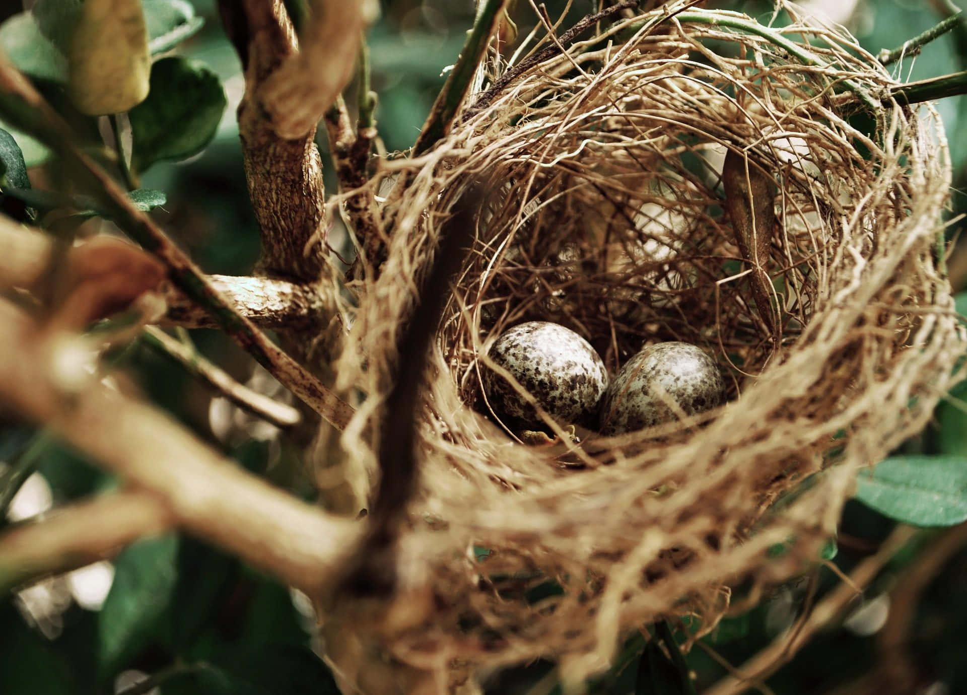 A Bird Nest With Two Eggs On It