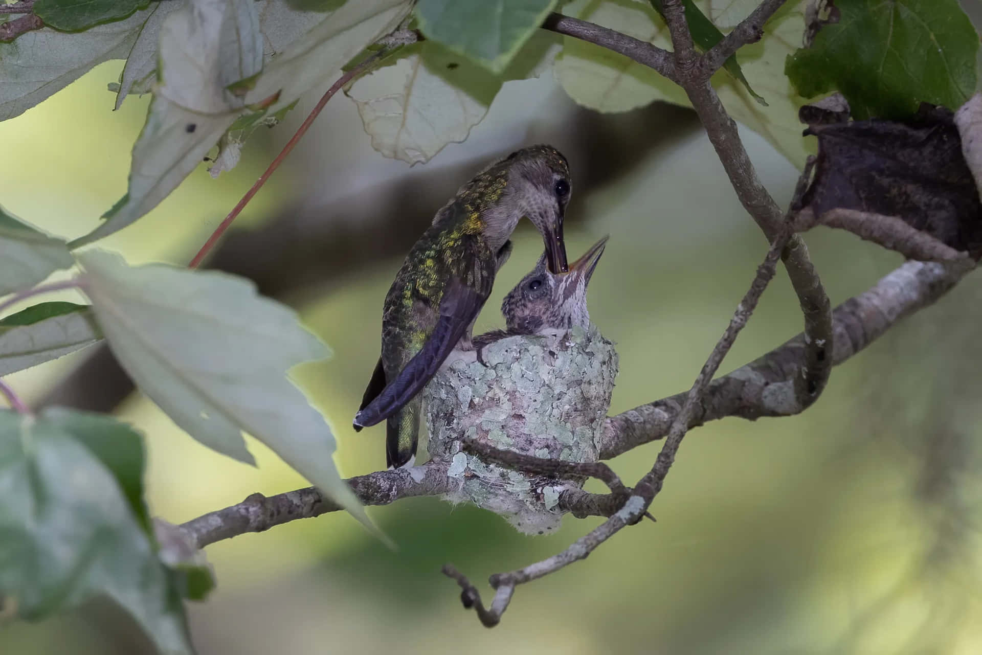 Beautiful Hummingbird Nest