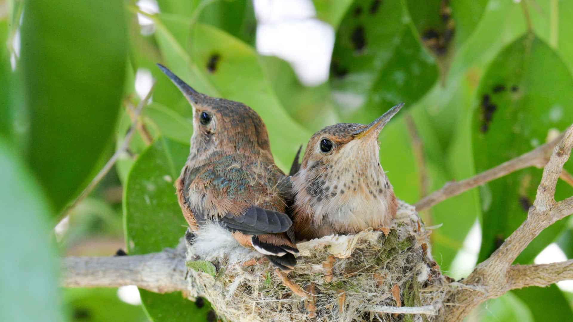 An intricately built Hummingbird Nest on a branch