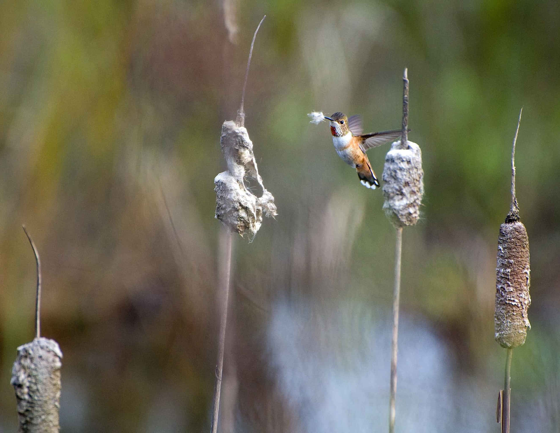 A Hummingbird Is Flying Over A Reed Bed