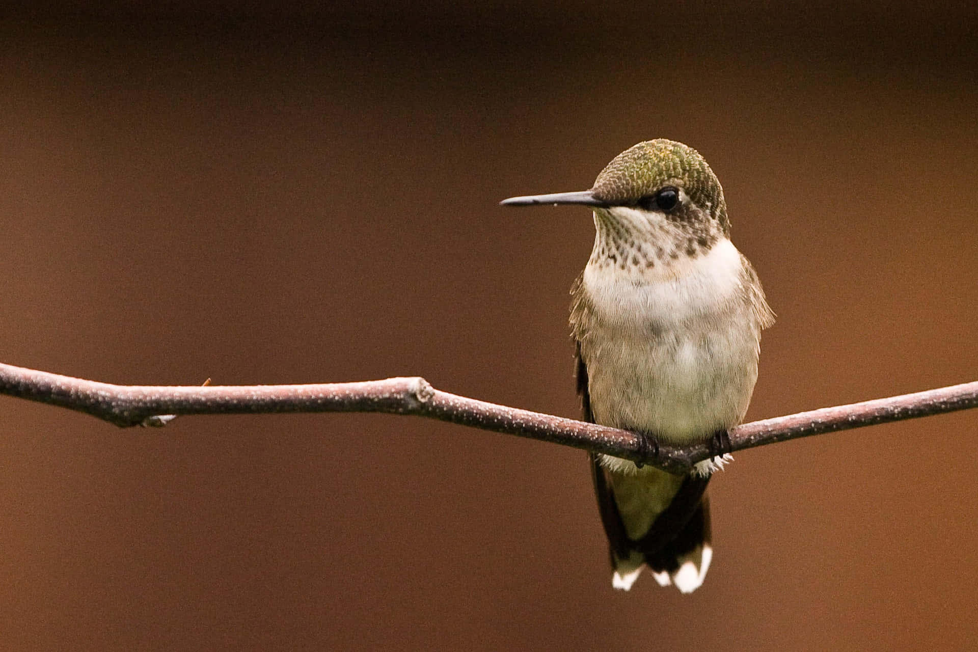 A unique perspective of a hummingbird nest.