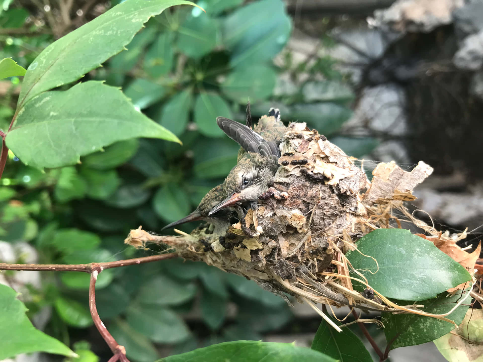 A Hummingbird Nest On A Branch