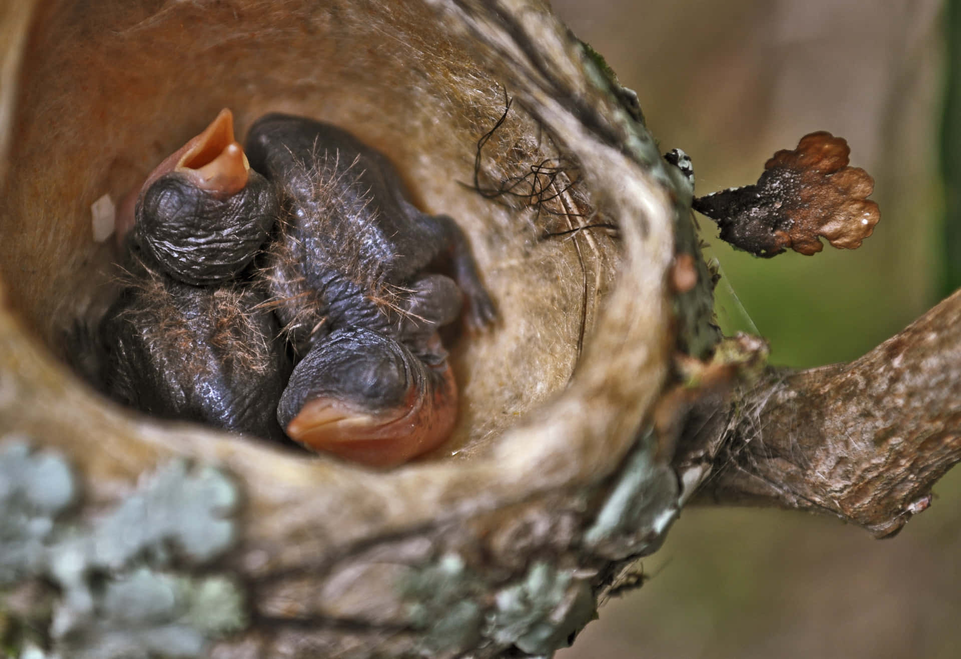 Watch Nature Come to Life - Hummingbird Nest