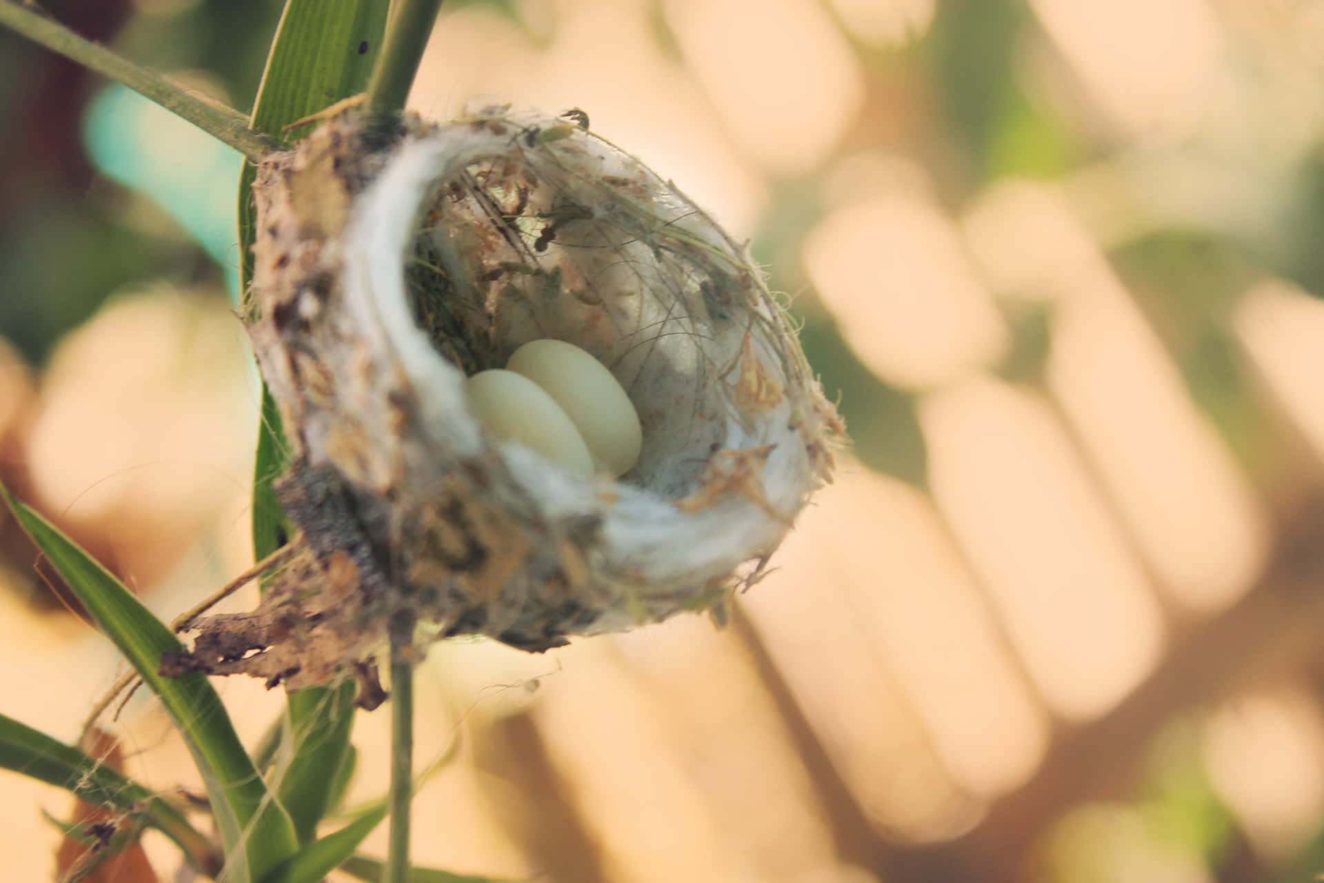 Hummingbird Family in a Beautifully Crafted Nest
