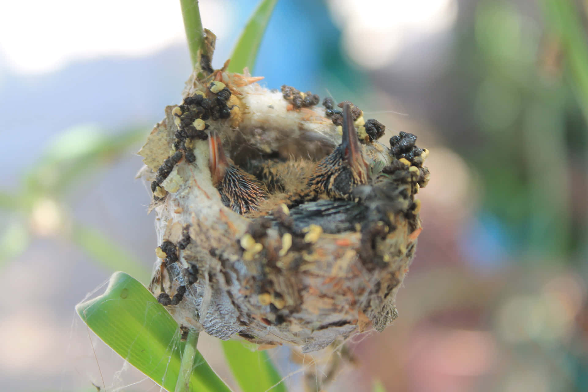 Image  Close-up of a hummingbird nest built on branch