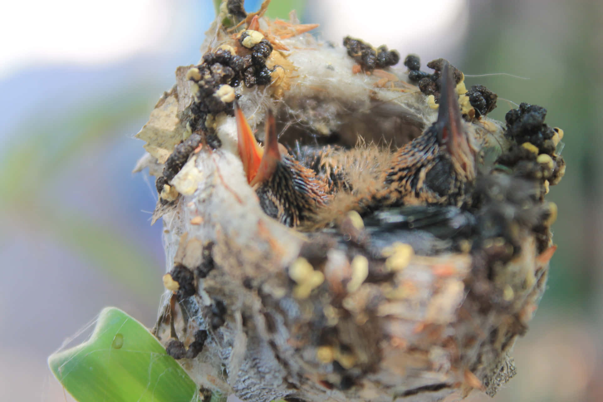 A close up of a hummingbird nest built from woven moss