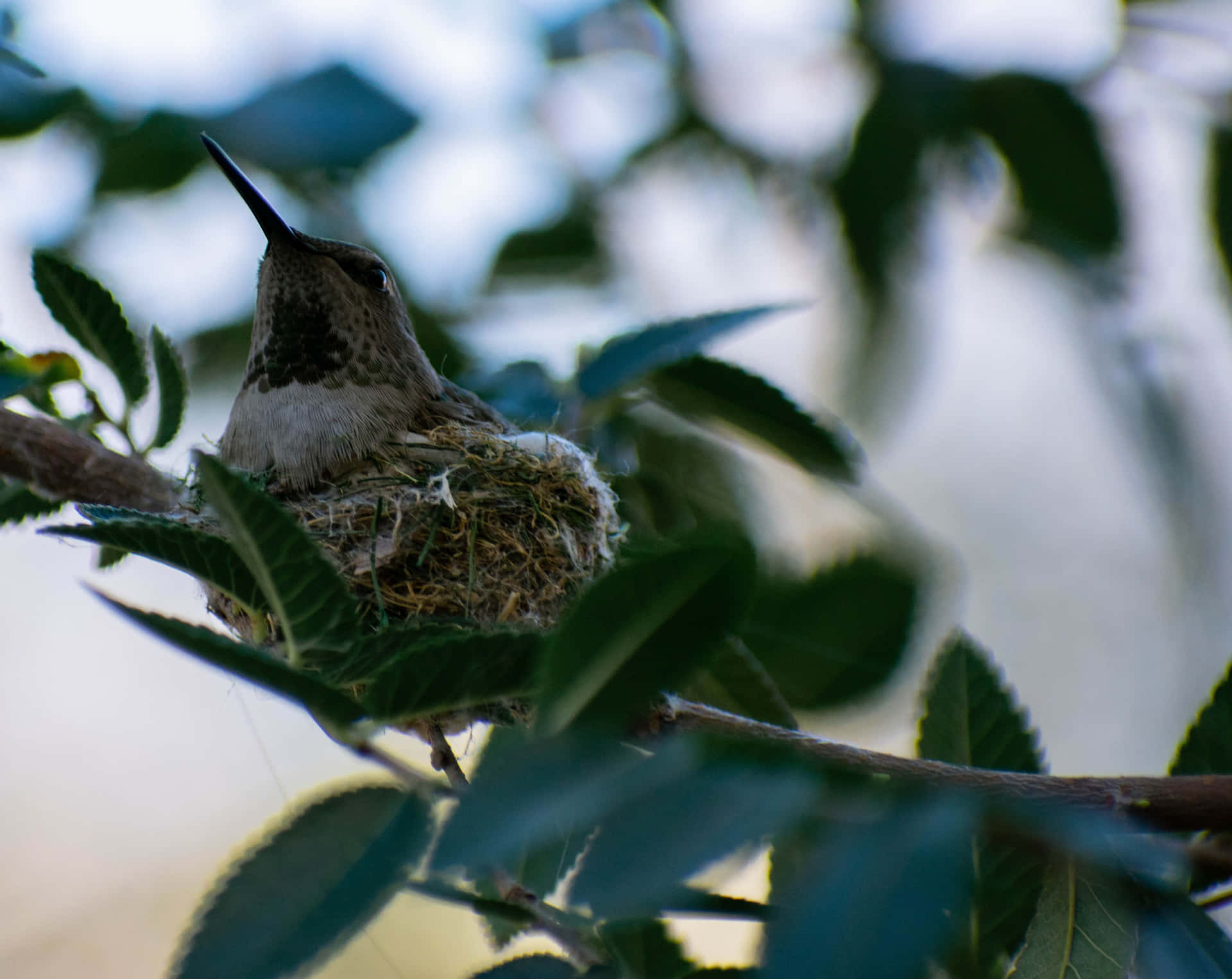 A delicate hummingbird nest held in the branches of a vibrant green tree.