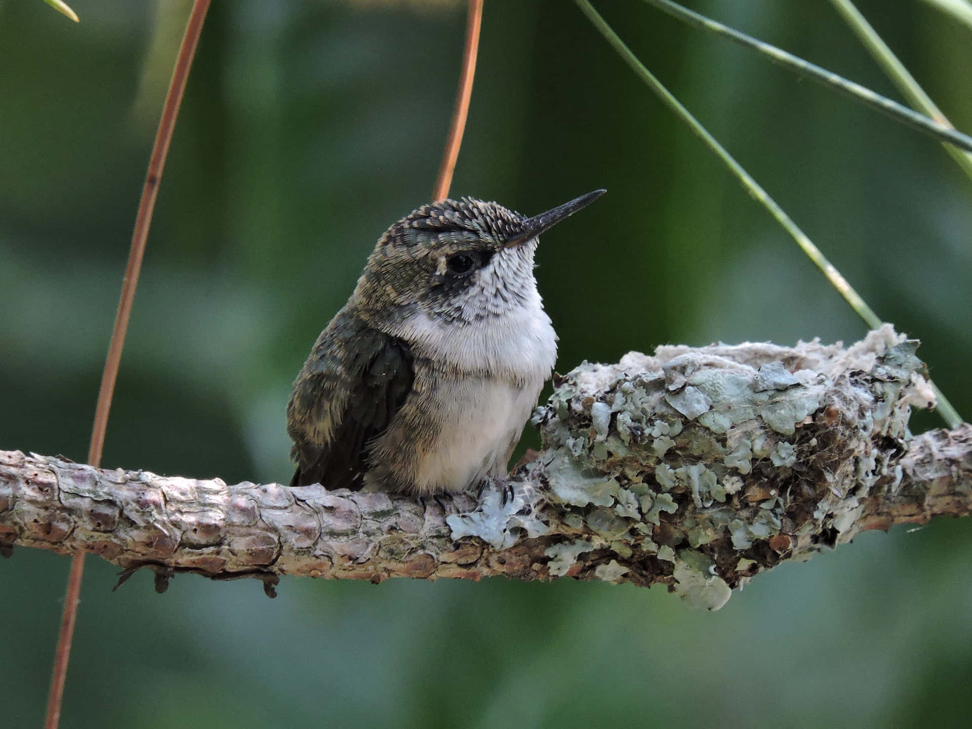 A Closeup of a Hummingbird Nest