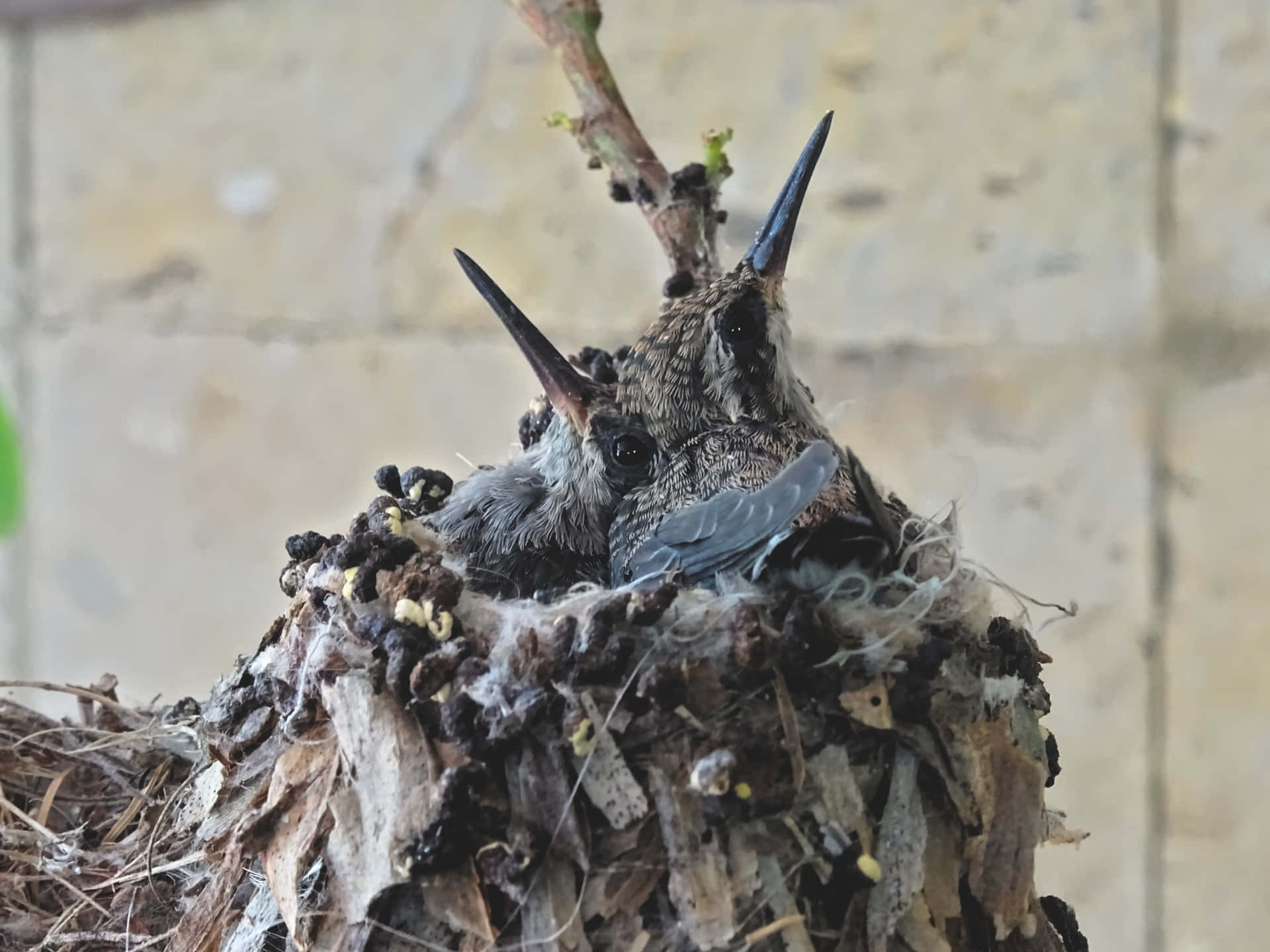 A Hummingbird Nest Built in a Thicket of Leaves