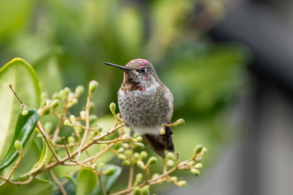 Close up view of a Hummingbird Nest