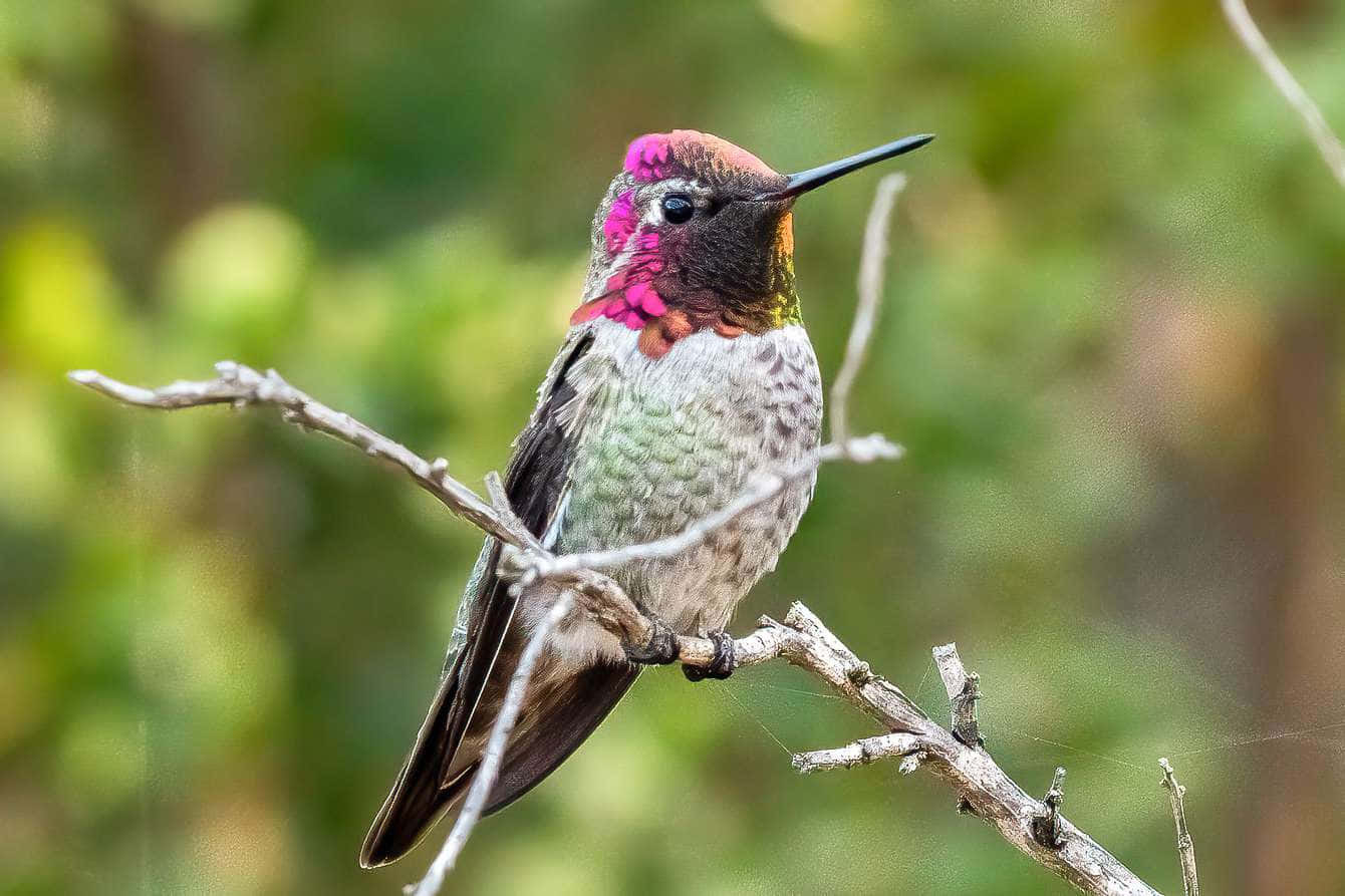 A closeup of a tiny Hummingbird Nest