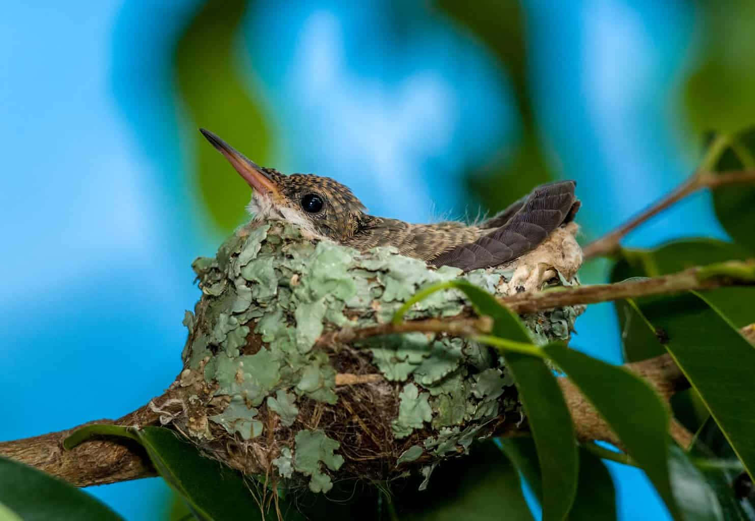 Hummingbird nest nestled in a tree