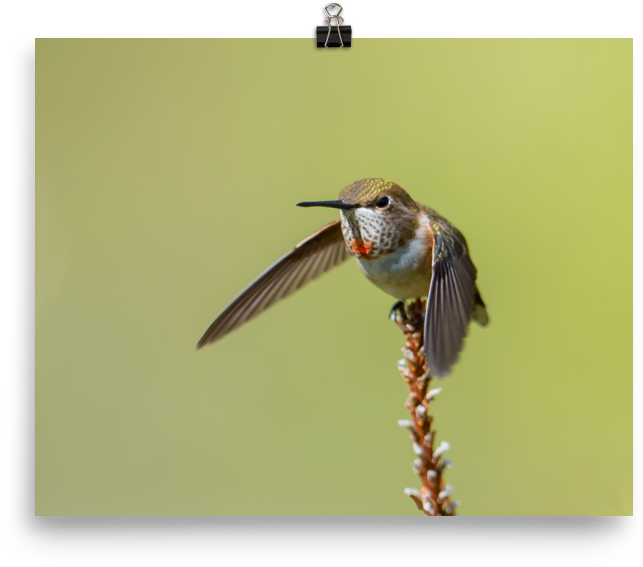 Hummingbird Perchedon Flower Stalk PNG