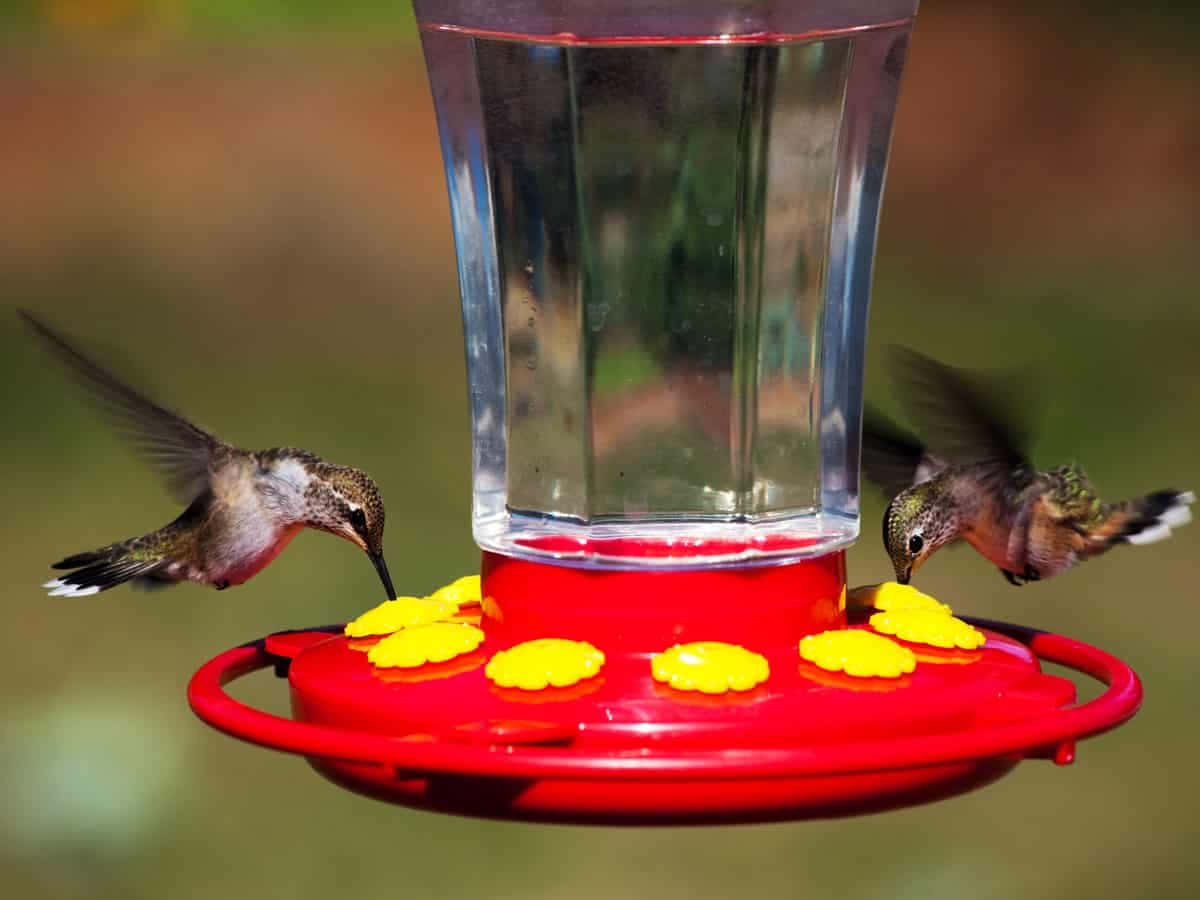 Imágenesde Colibríes