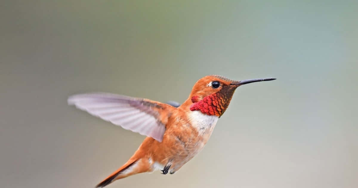 Imágenesde Colibríes