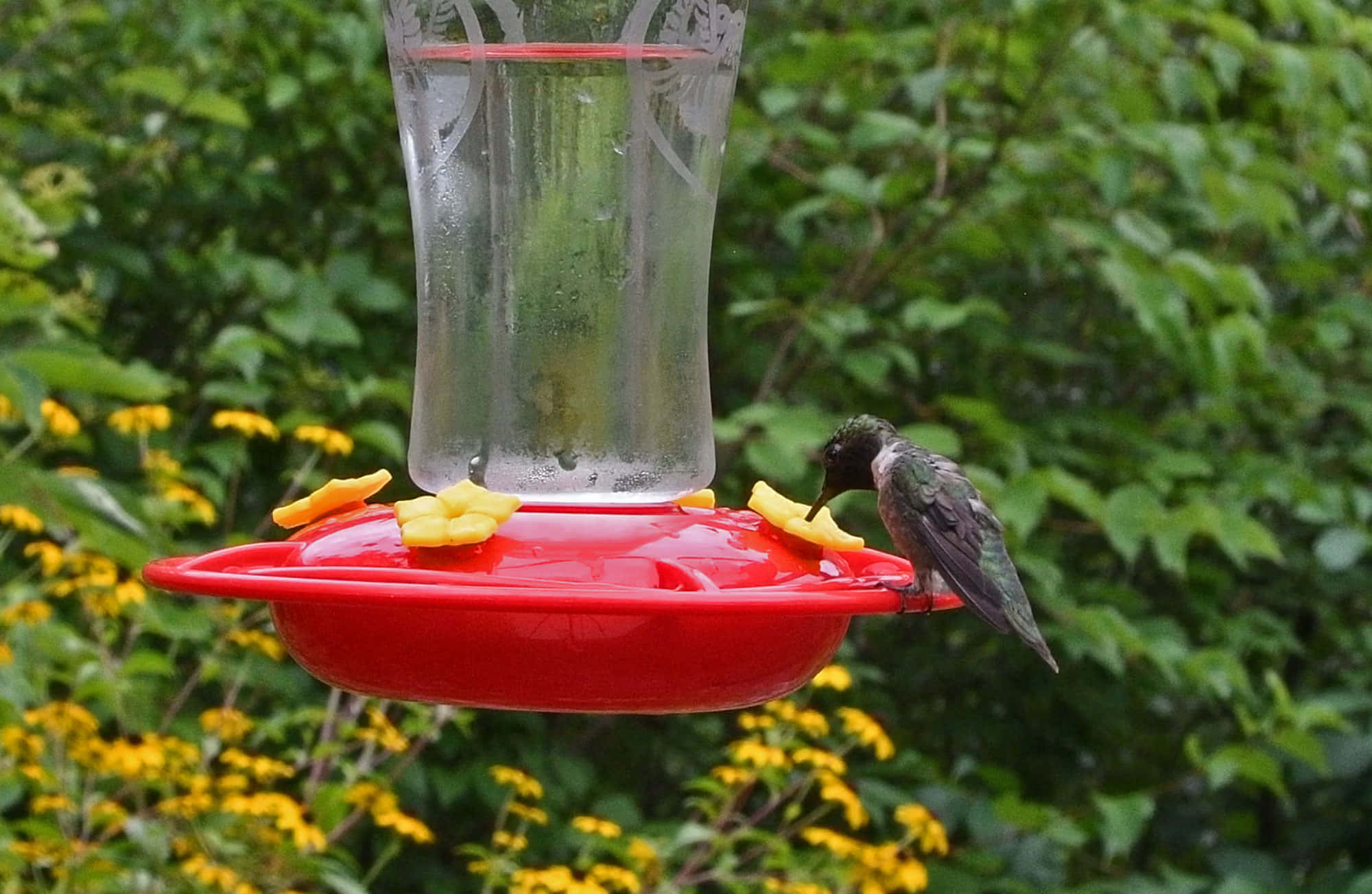 Hummingbird Pictures
