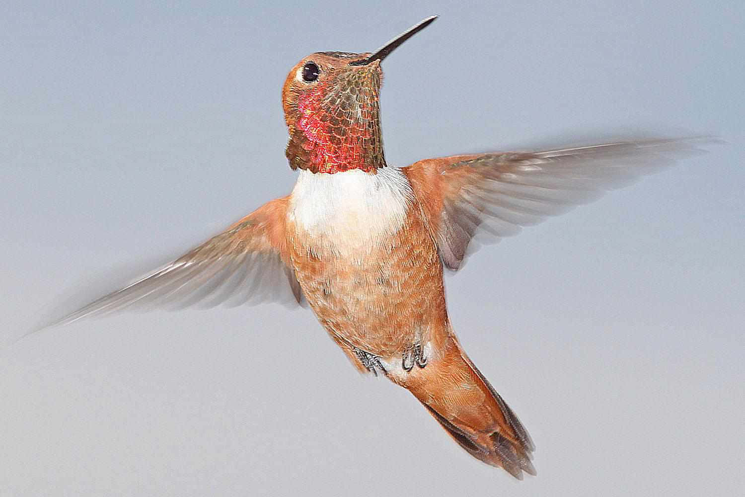 Immaginidi Colibrì