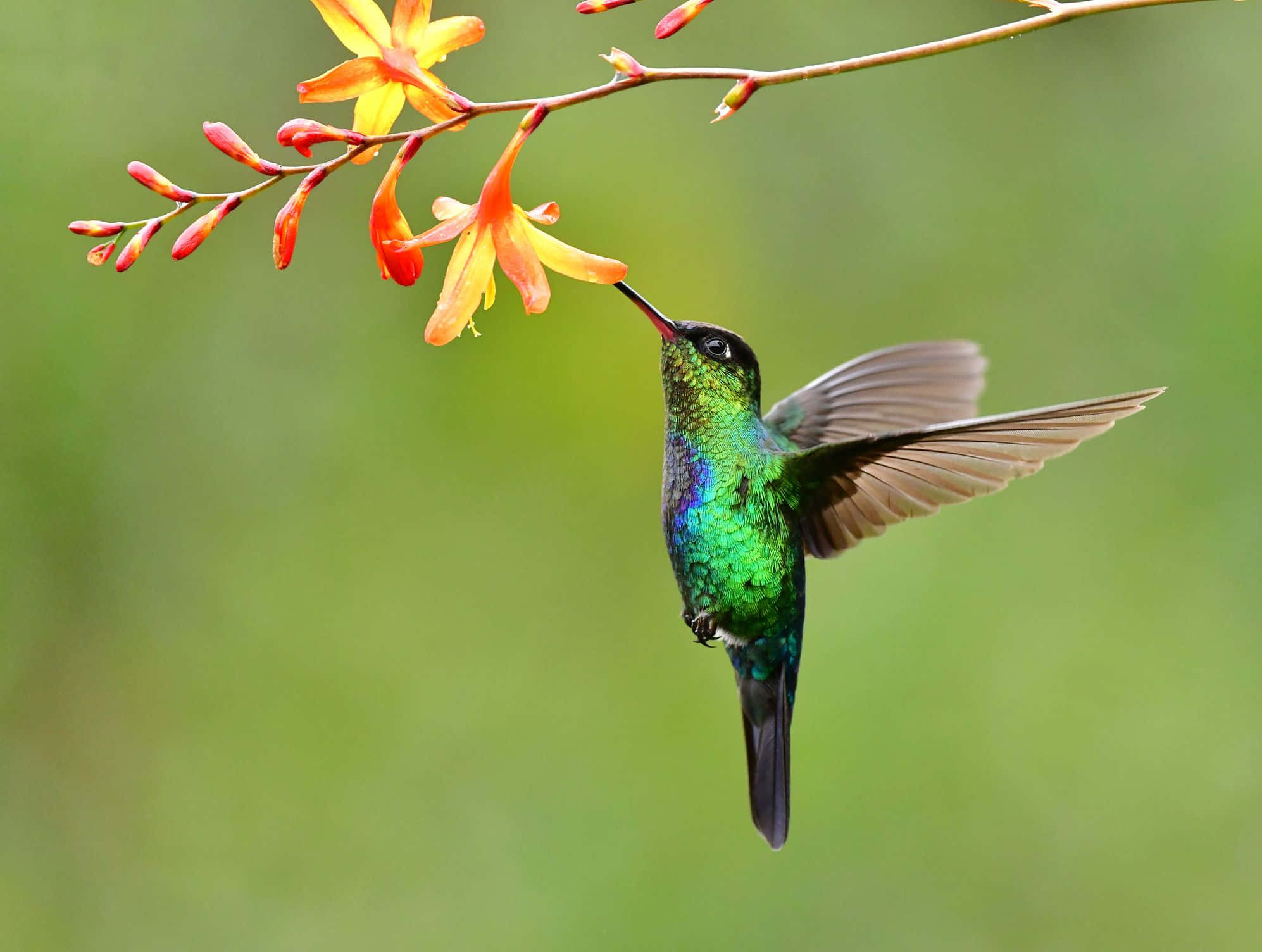 Download Hummingbird Pictures | Wallpapers.com