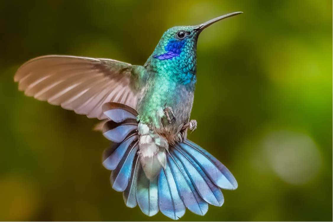 Immaginidi Colibrì