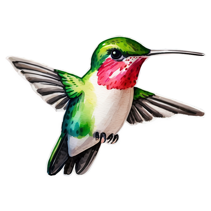 Download Hummingbird Watercolor Png 73 | Wallpapers.com