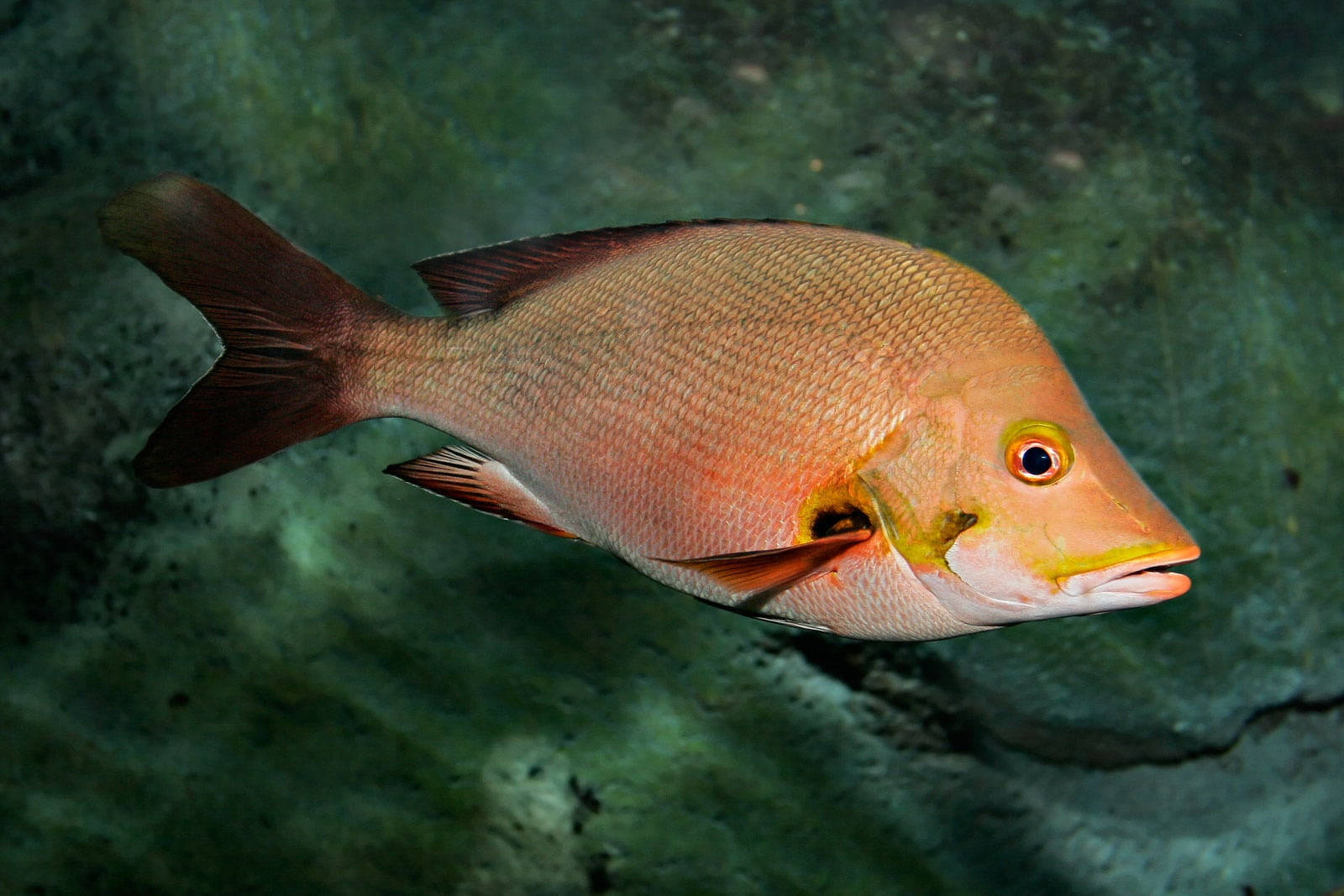 red snapper swimming