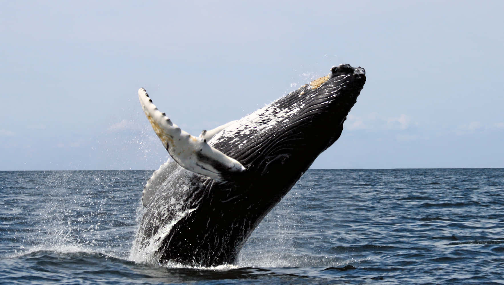 Humpback Whale Breaching Wallpaper