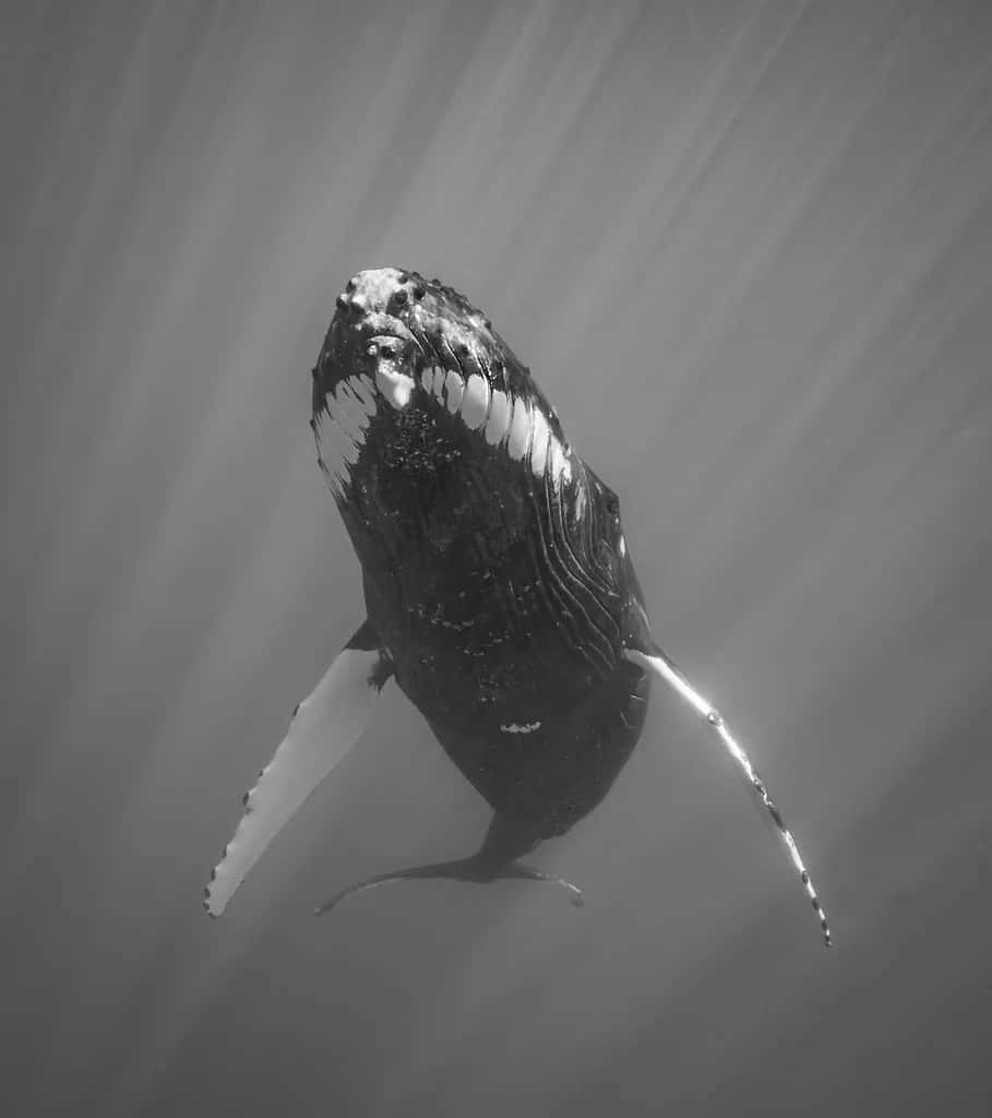 Humpback Whale Breaching Monochrome Wallpaper