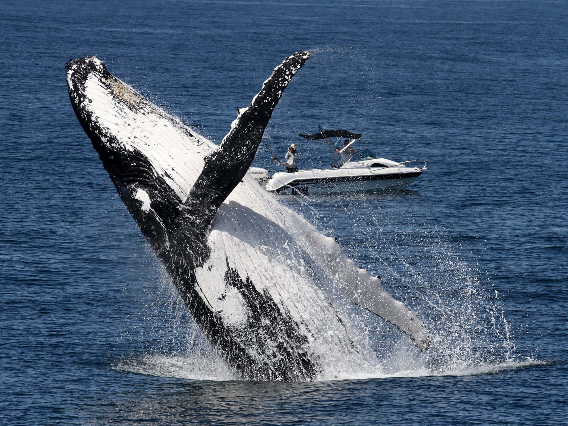 Download Humpback Whale Breaching Near Boat.jpg Wallpaper | Wallpapers.com