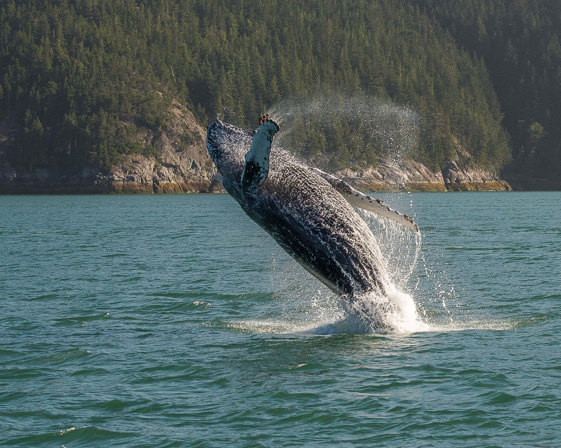 Humpback Whale Breaching Near Forest Wallpaper