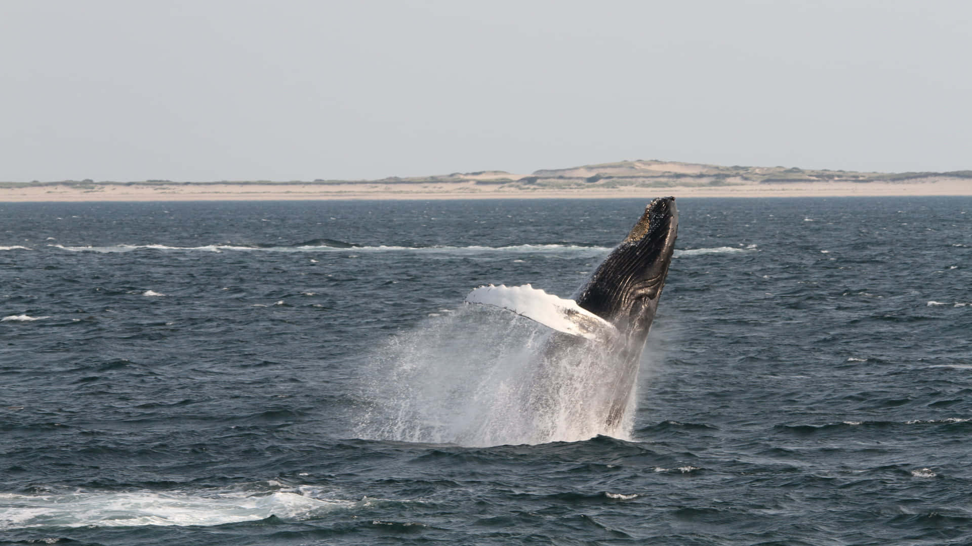 Humpback Whale Breaching Near Shoreline Wallpaper