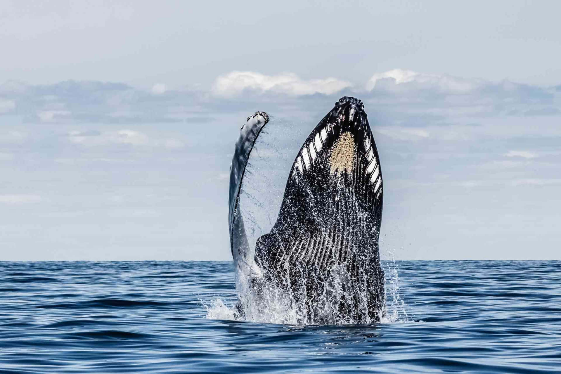 Humpback Whale Breaching Ocean.jpg Wallpaper