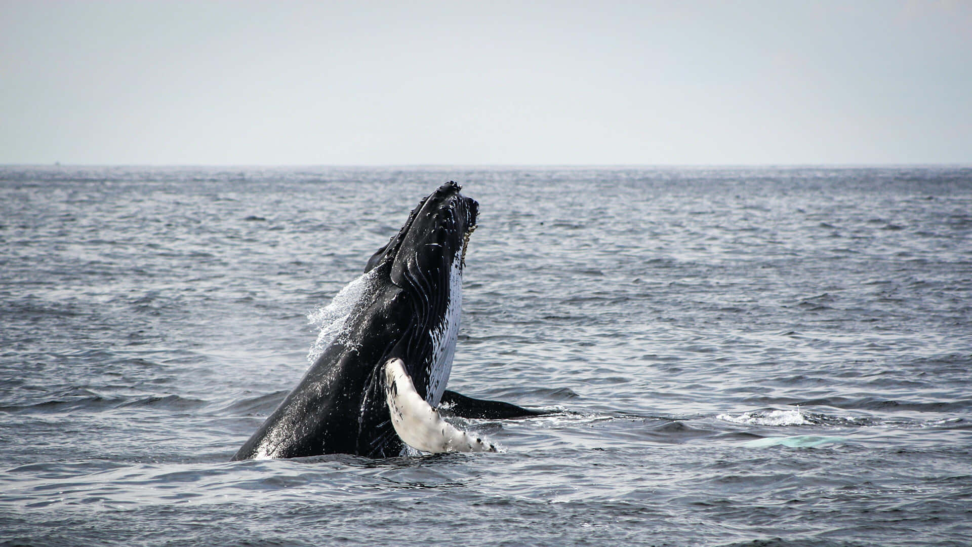 Humpback Whale Breaching Ocean Wallpaper