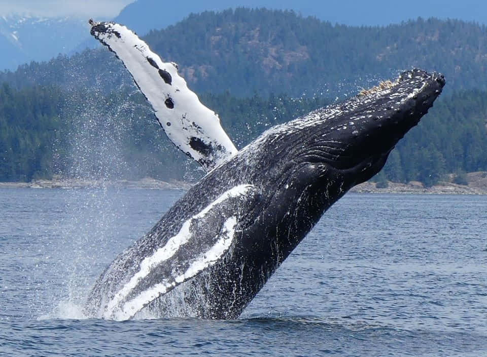 Humpback-hval Bryter Overflaten Bakgrunnsbildet